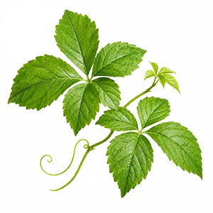 Ötlevelű gynostemma