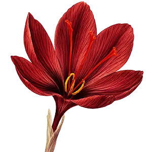 Sáfrány bibe, Crocus sativus stigma