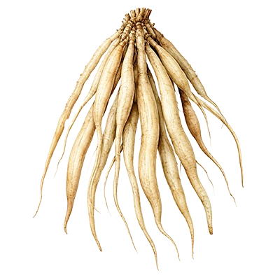 Fürtös spárga gyökér, Asparagus racemosus